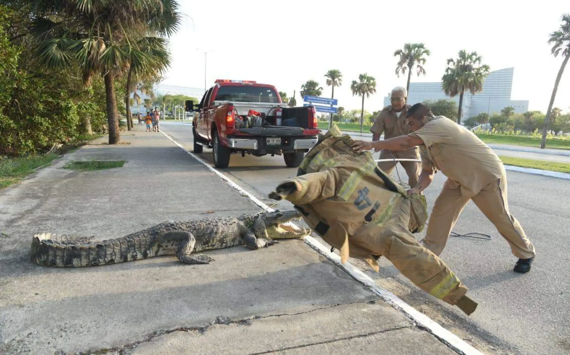 Capturan enorme cocodrilo en acceso a ExpoTampico